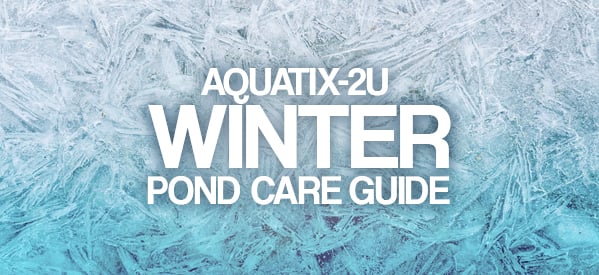 Winter Pond Keeping Guide