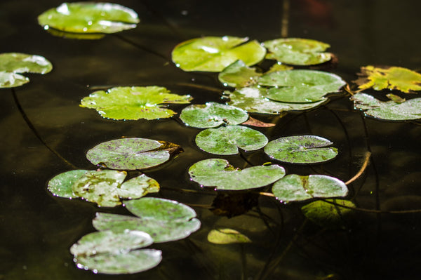 Discover the Magic of Pond Planting