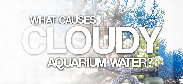 Why Is My Aquarium Water Cloudy?