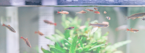 Why Is My Aquarium Water Cloudy? Causes and Fixes for Clear Water