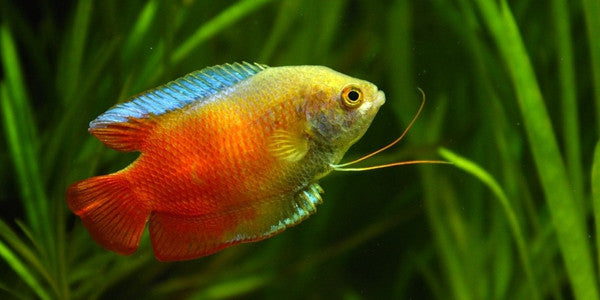 Food and Treats for Aquarium Fish