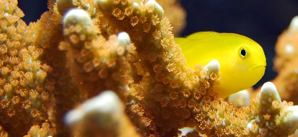 Aquarium Water Tests & Treatments
