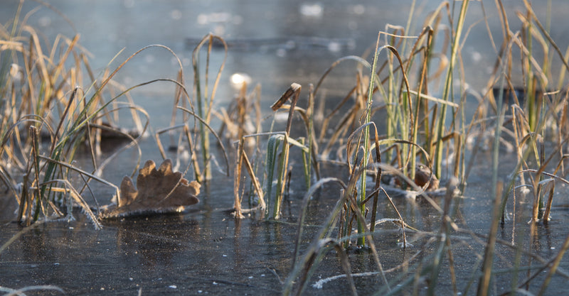 Winter Pond Prep: 5 Essential Steps to Prepare your Pond for a UK Winter