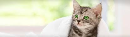 Pet Doors - Freedom For Your Pets