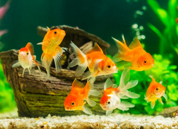 The Essential Checklist for your Aquarium