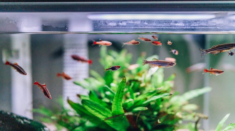 A Beginner's Guide to Aquarium Filter Media: Keeping a Clean Fish Tank