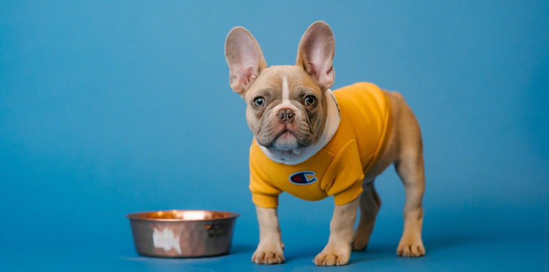 Going Away? - Automatic Pet Feeders