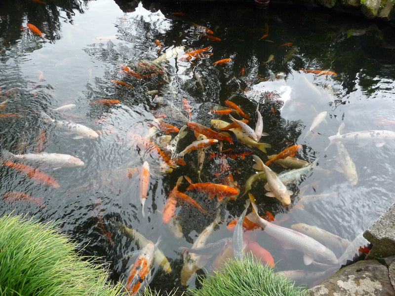 Test Kits and Treatments For a Healthy Pond