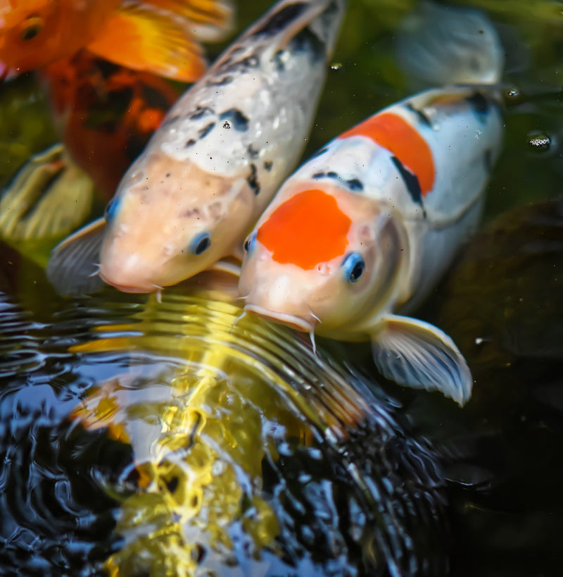 Feeding your Pond Fish
