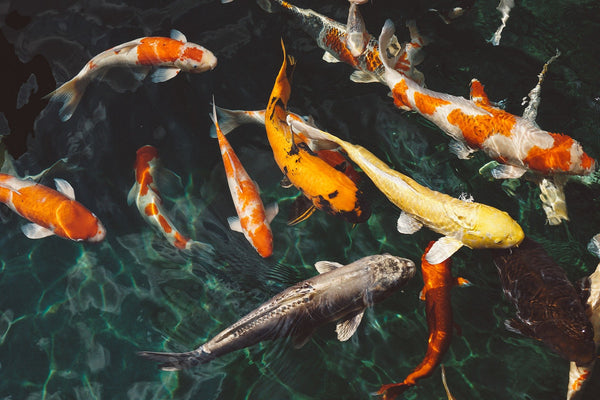 How Long Should I Wait Before Adding Fish to my New Pond? Common Questions Answered by Aquatix-2u