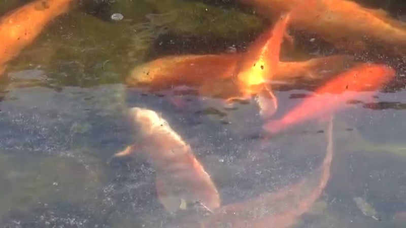 Preventing Ice Forming In Your Pond