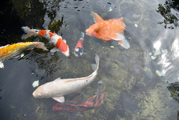 Pond Fish Care in the Warmer Months: A Guide to Thriving Ponds