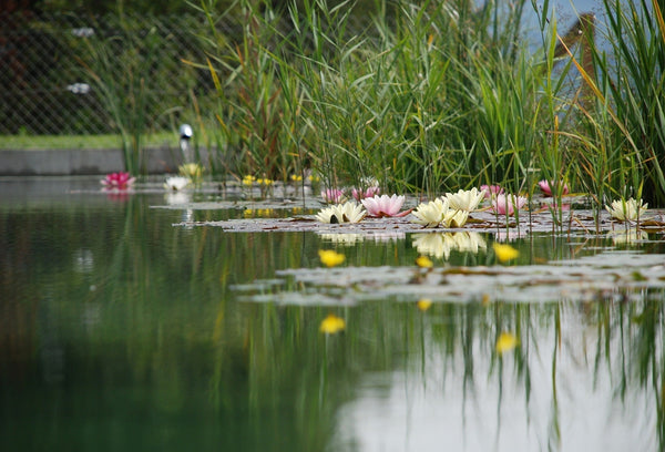 Creating a Brilliant Pond System: Your Guide to Clear, Healthy Water