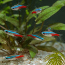 Tetra Aquarium 6 in 1 Test Kit - 10 Strip Pack