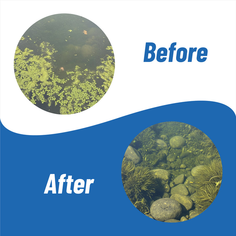 Banish Pond Water Dyes
