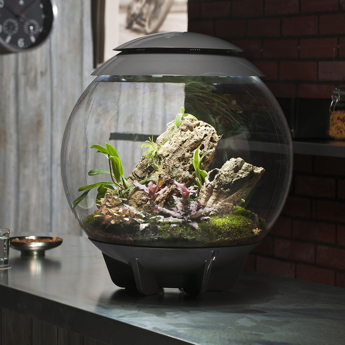 air plant terrarium uk biOrb AIR 60L Terrariums