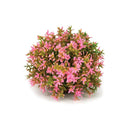 biOrb Flower Balls Aquarium Decoration