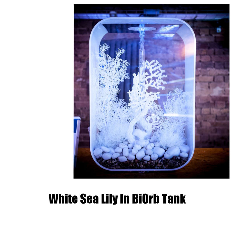 biorb sea lily white biOrb Sea Lily Aquarium Decoration