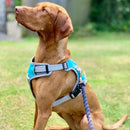 Henry Wag Medium Dog Harness