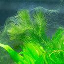 Tetra Aquarium Nitrate Minus