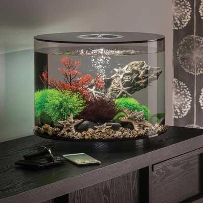 Oase biOrb Sea Stars 3 Pack Aquarium Decoration