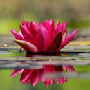 Moerings Water Lily Pond Plant Kit