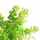 Oase biOrb Green Caulerpa Aquarium Decoration
