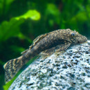 Tetra Pleco 2 in 1 Algae Wafers