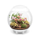 Oase biOrb Terrarium Bogwood