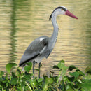 Pisces Pond Decoy Heron