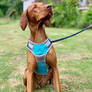 Henry Wag Medium Dog Harness