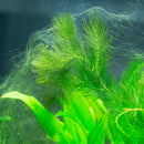 Tetra Aquarium Nitrate Minus