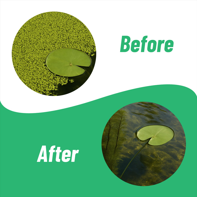Banish BioActive Duckweed Pond Water Treatment