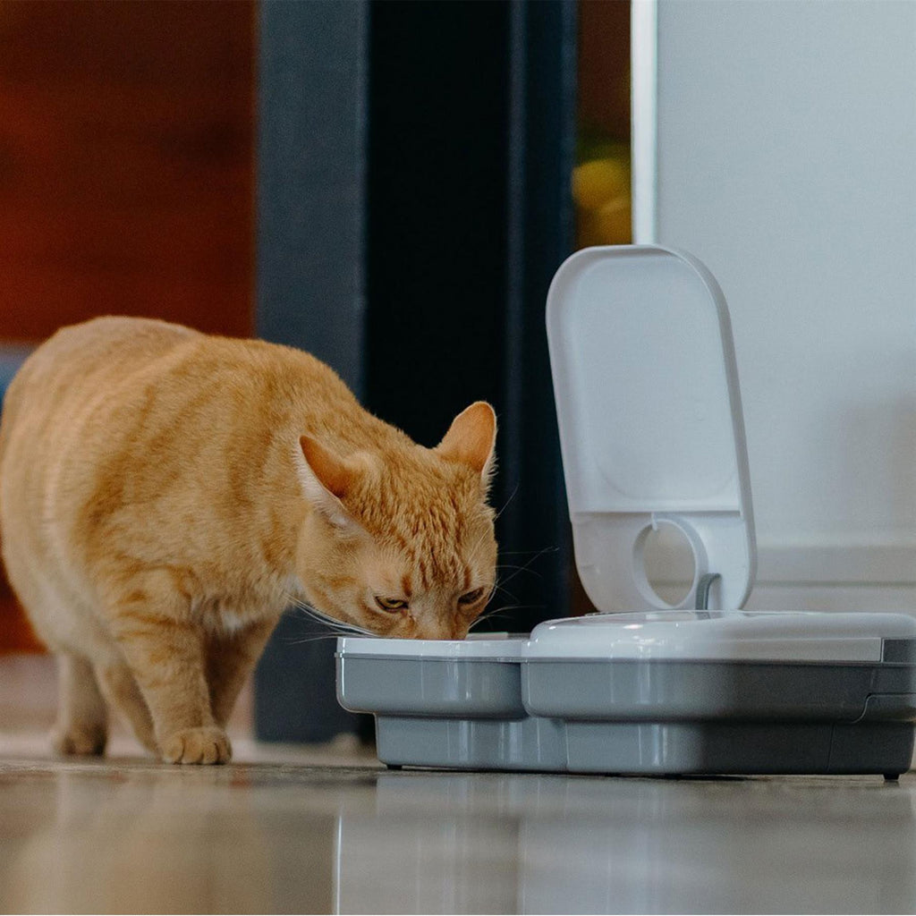 Cat bowl timer deals