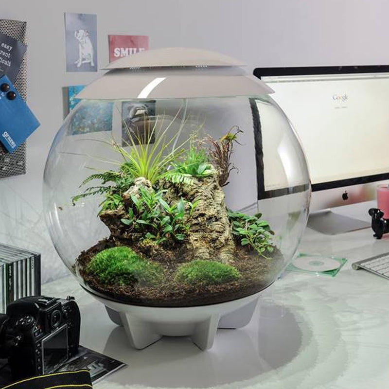 terrarium air plants uk biOrb AIR 60L Terrariums