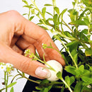 Velda Plant Growth Balls