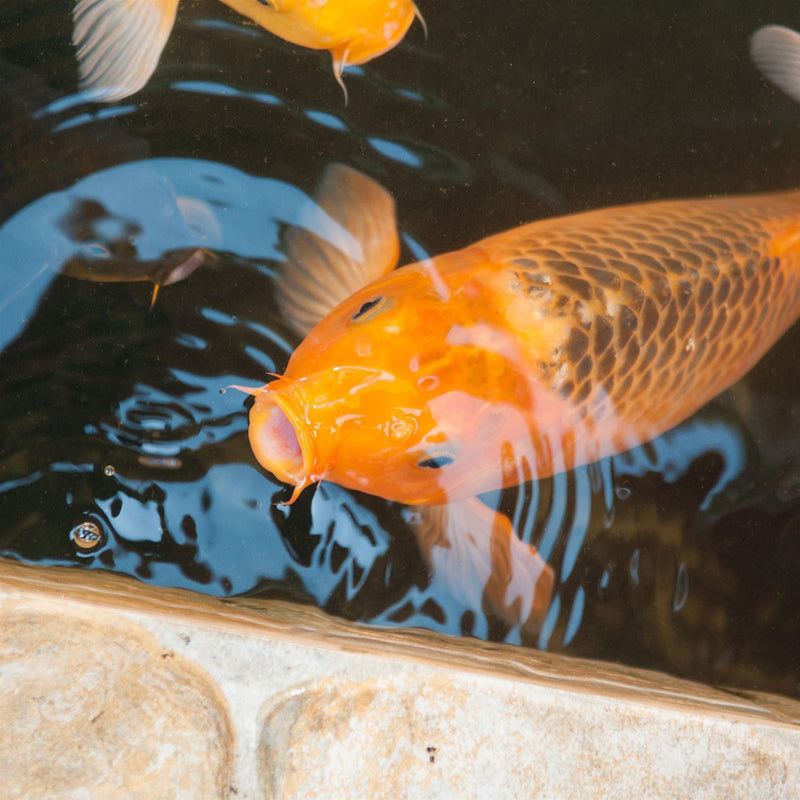 40L  + 25% Extra Fill (50L Total) Tetra Floating Pond Sticks Koi Fish Food Bag