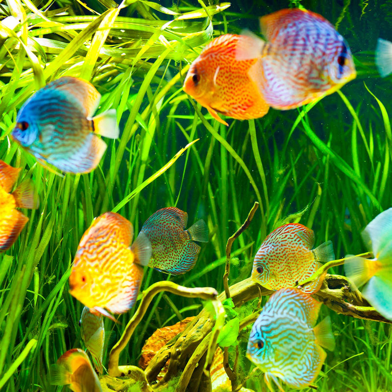 TetraPro Colour Tropical Aquarium Fish Food