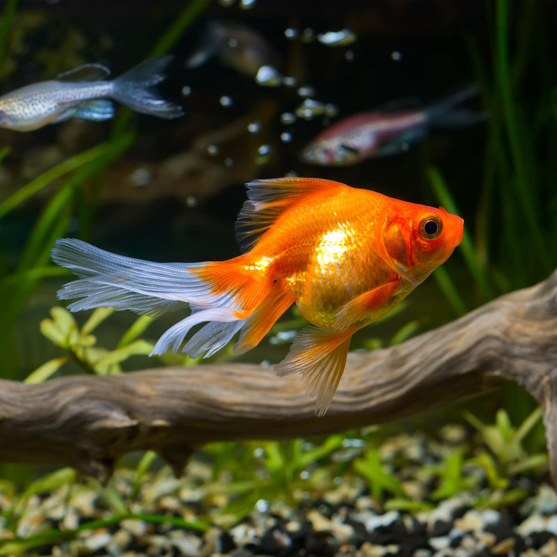 Tetra Aquarium Goldfish Flake Food 200g